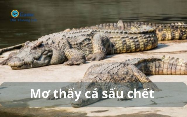 Mơ thấy cá sấu chết