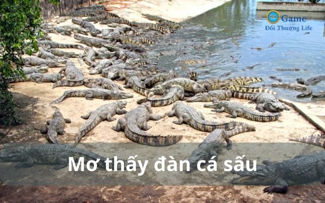 Mơ thấy cả đàn cá sấu